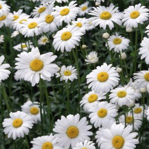 chamomile